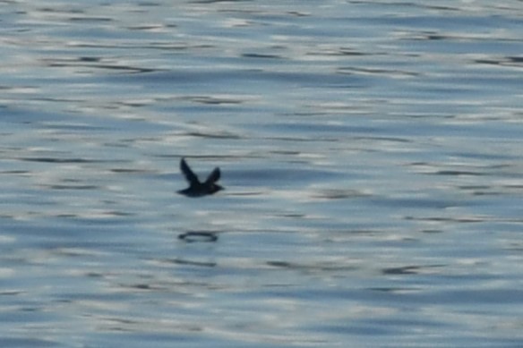 papuchalk růžkatý - ML643582756