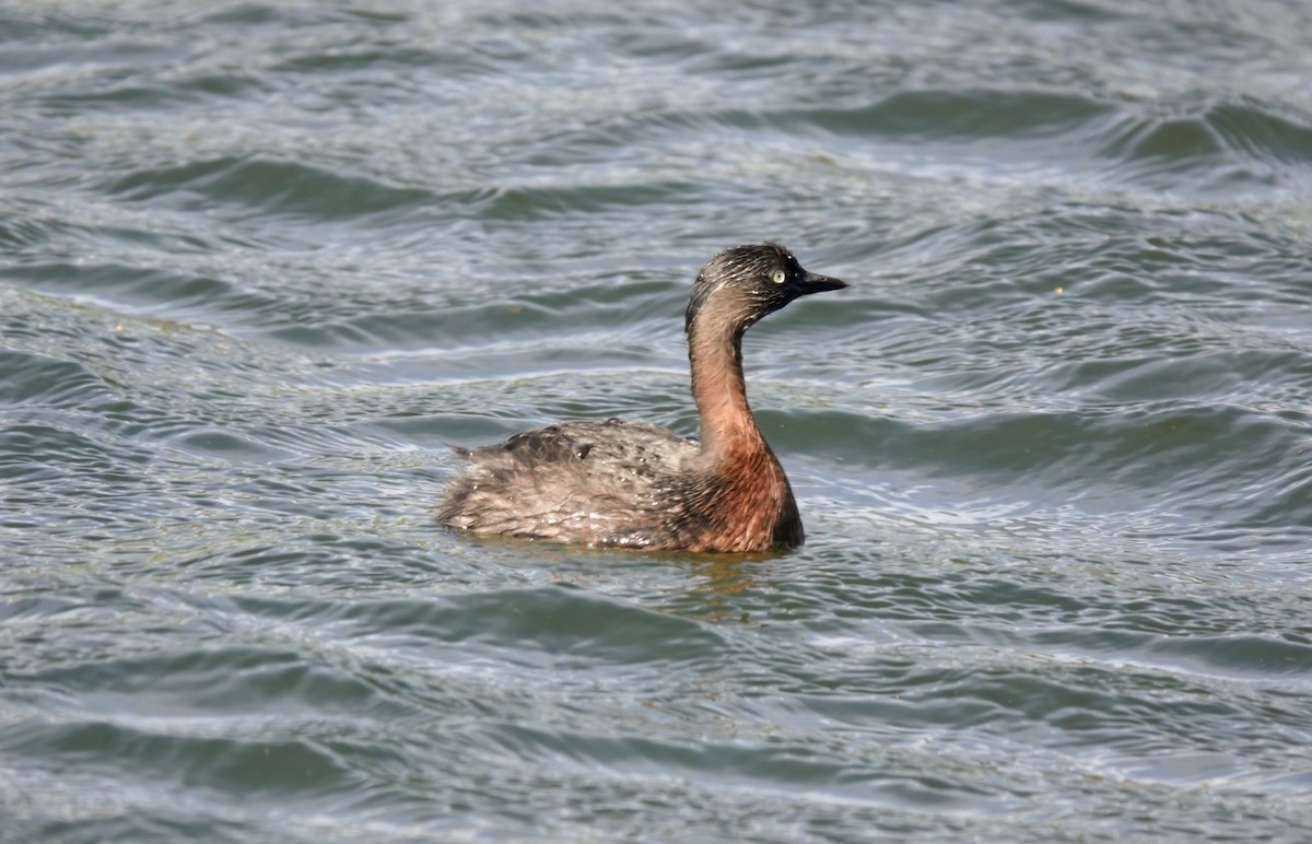 New Zealand Grebe - ML643582757