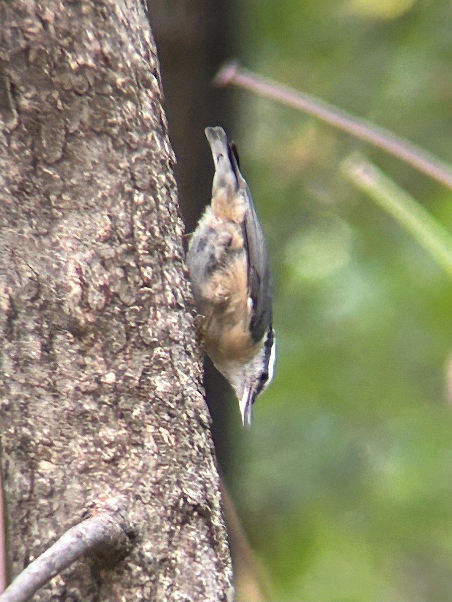 Red-breasted Nuthatch - ML643582758