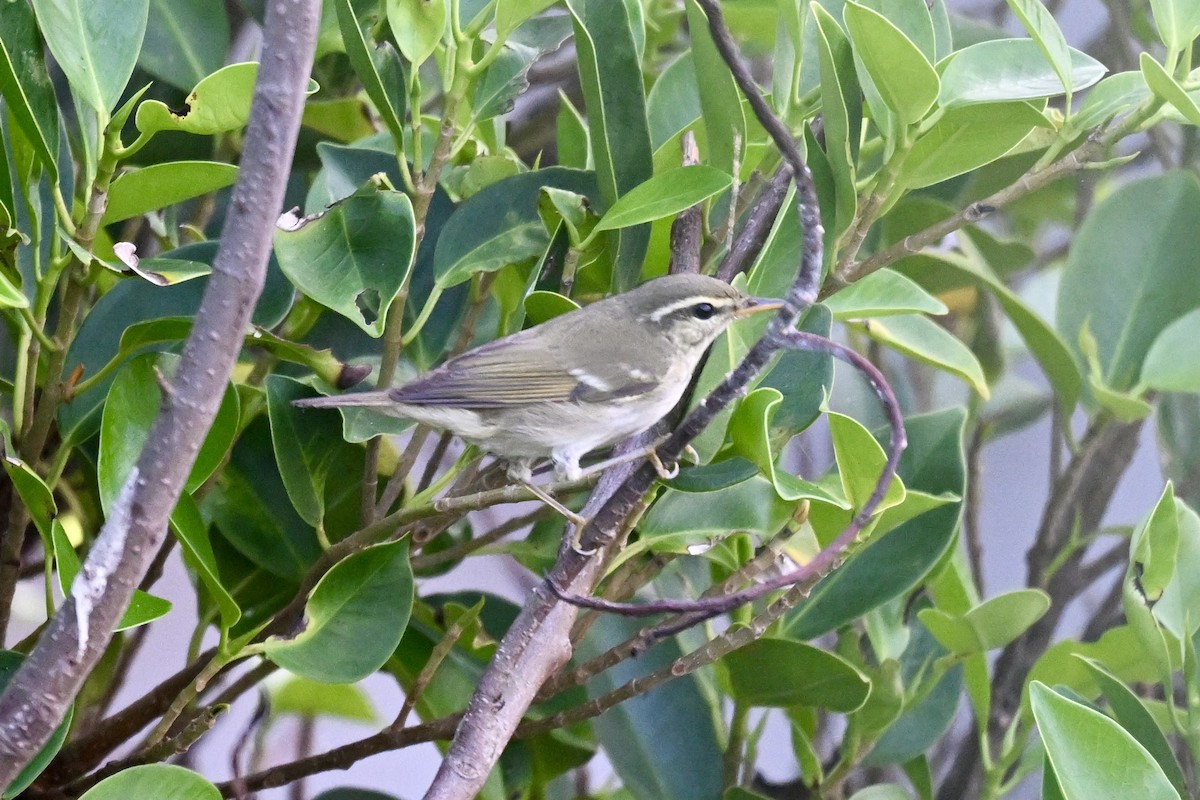 Вівчарик амурський - ML643582759