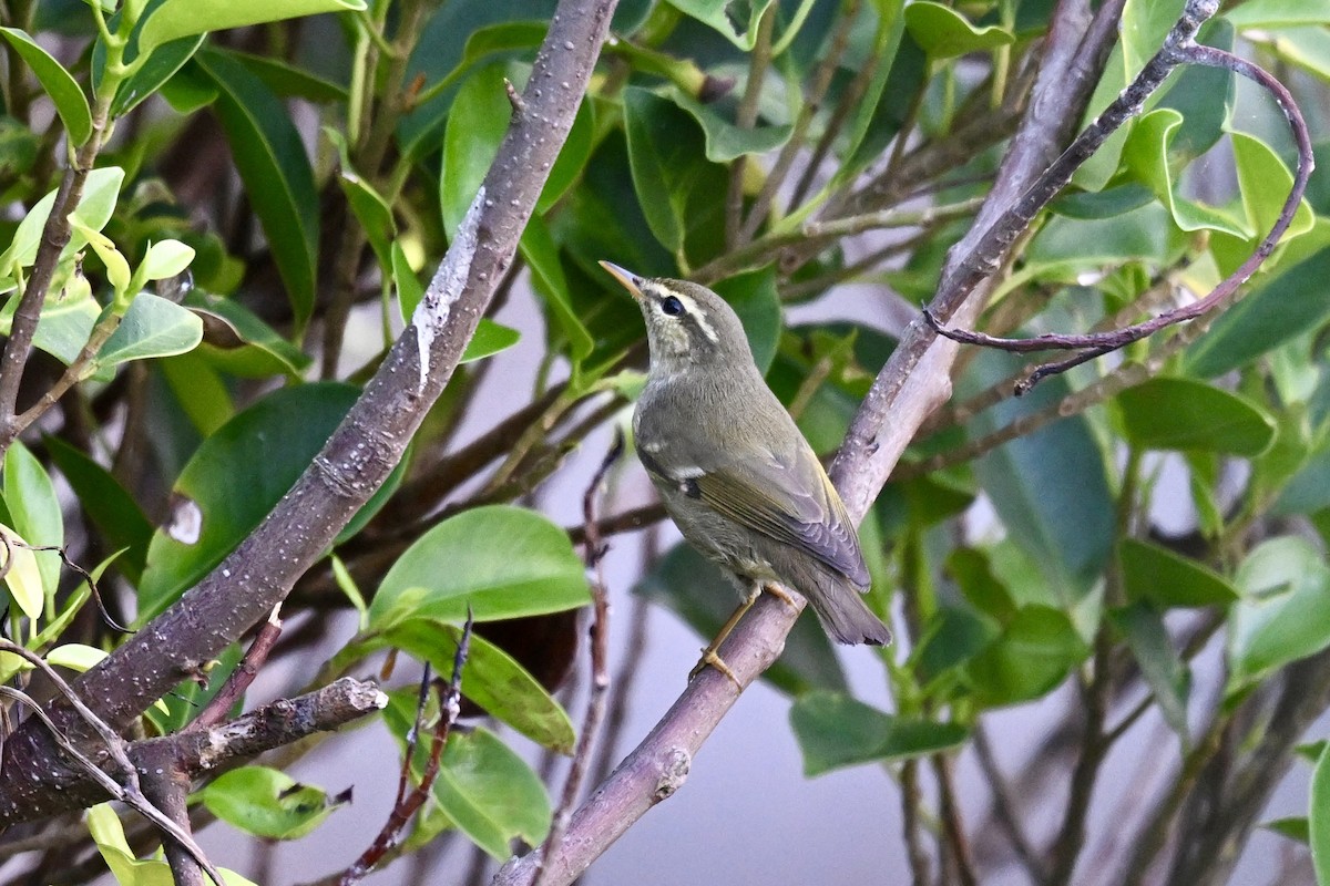 Вівчарик амурський - ML643582760