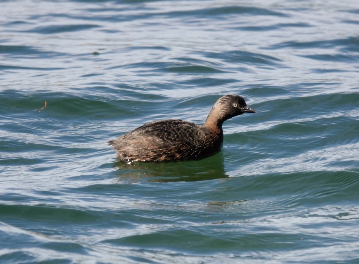 New Zealand Grebe - ML643582761