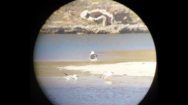 Kelp Gull - ML643582765