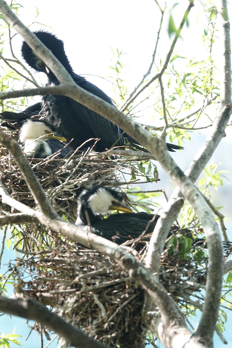 Little Pied Cormorant - ML643582766