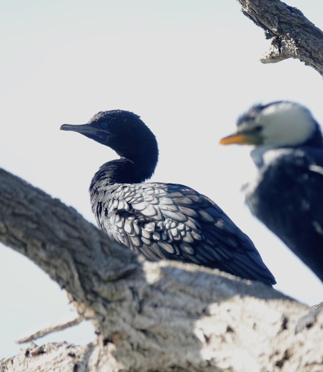 Little Black Cormorant - ML643582776