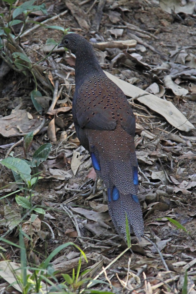 Mountain Peacock-Pheasant - ML643582779