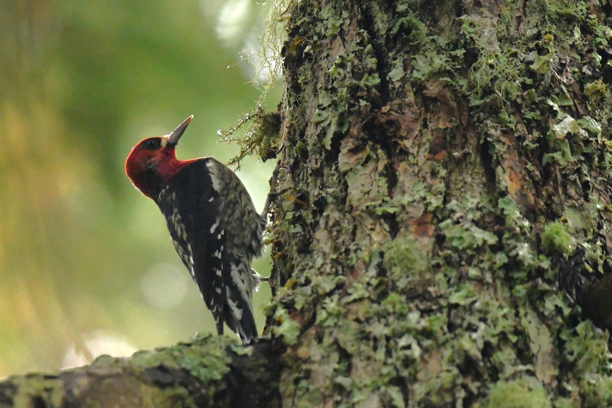 datel červenoprsý - ML643582780