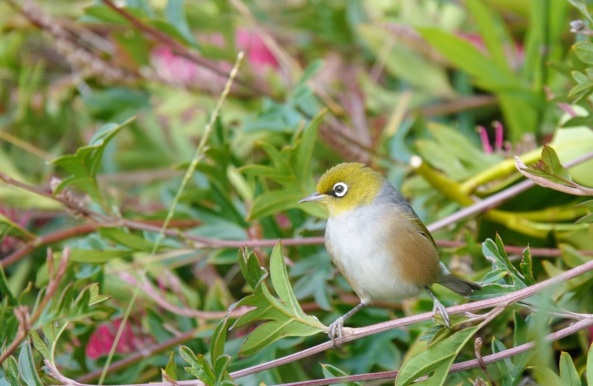 Silvereye - ML643582782