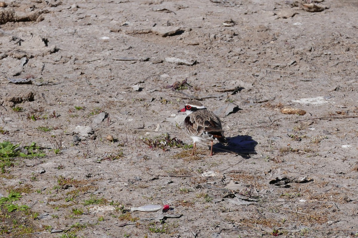 Black-fronted Dotterel - ML643582789