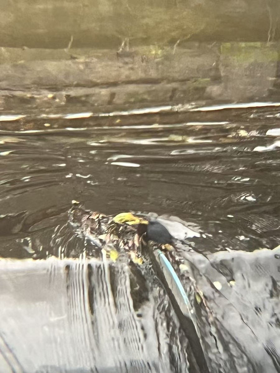 Plumbeous Redstart - ML643582790