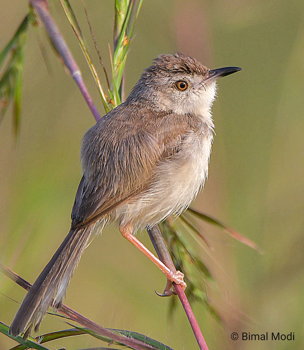Plain Prinia - ML643582791