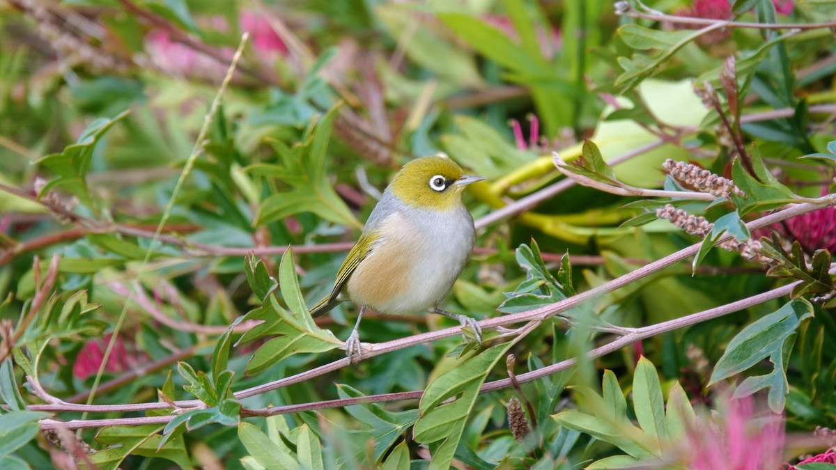 Silvereye - ML643582793