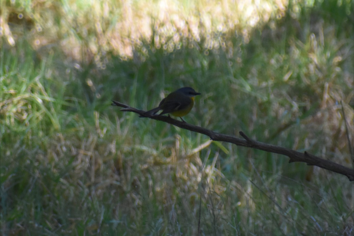Eastern Yellow Robin - ML643582795