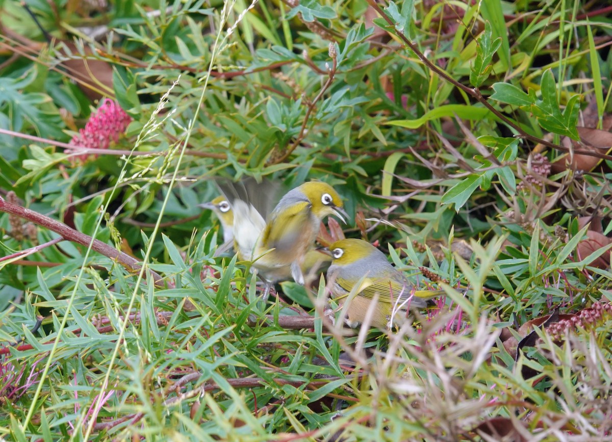 Silvereye - ML643582797