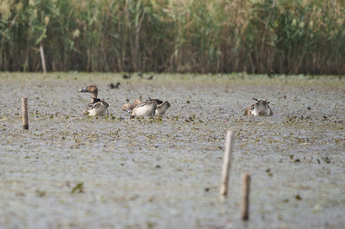 Taiga Bean-Goose - ML643582798