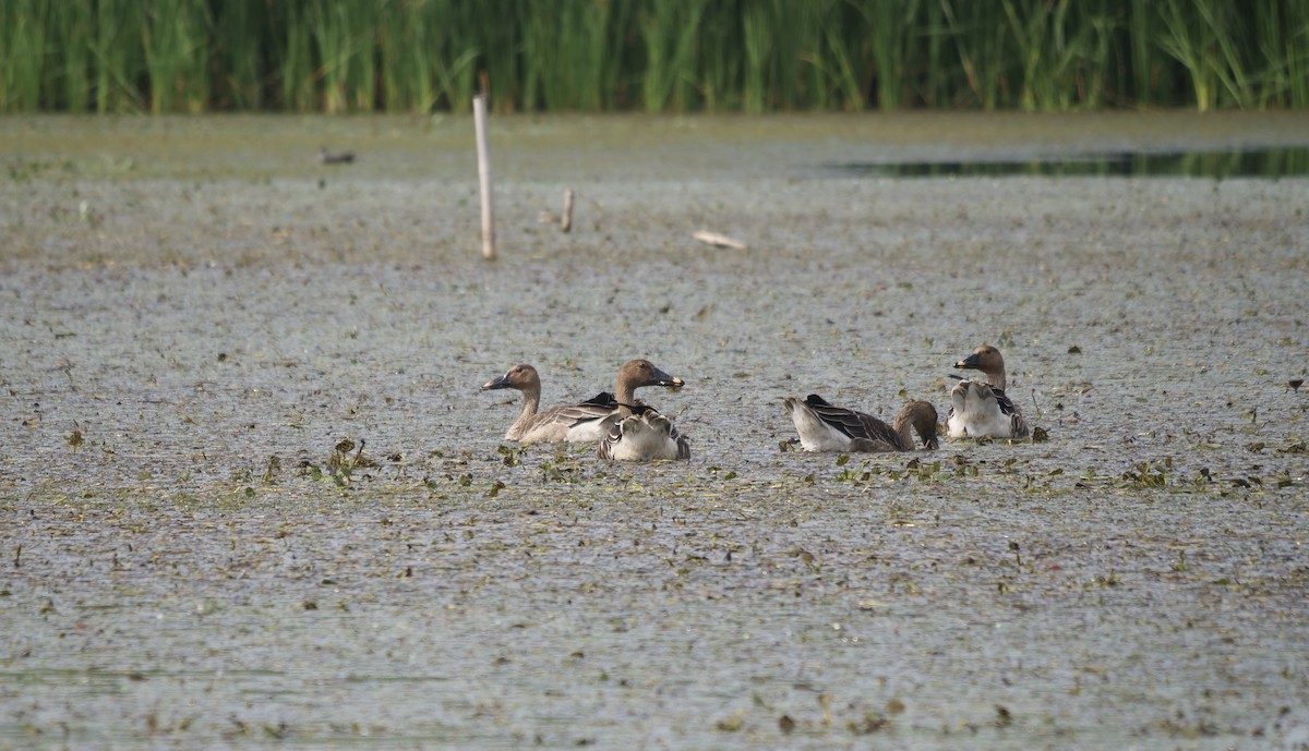 Taiga Bean-Goose - ML643582799