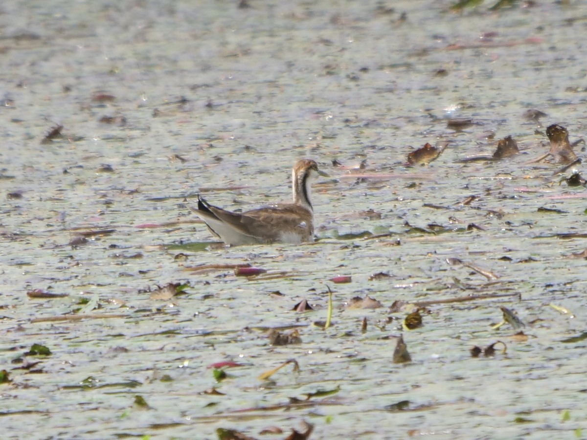 Pheasant-tailed Jacana - ML643582808