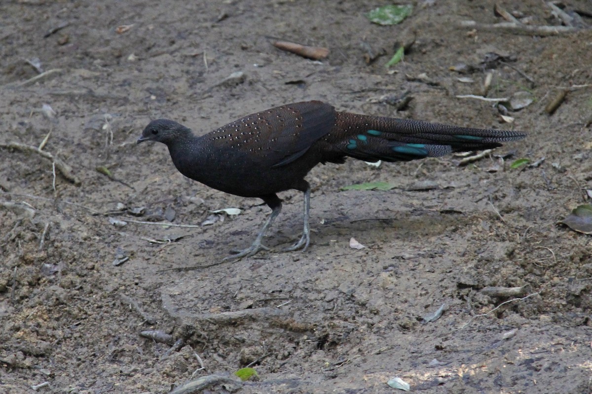 Mountain Peacock-Pheasant - ML643582809