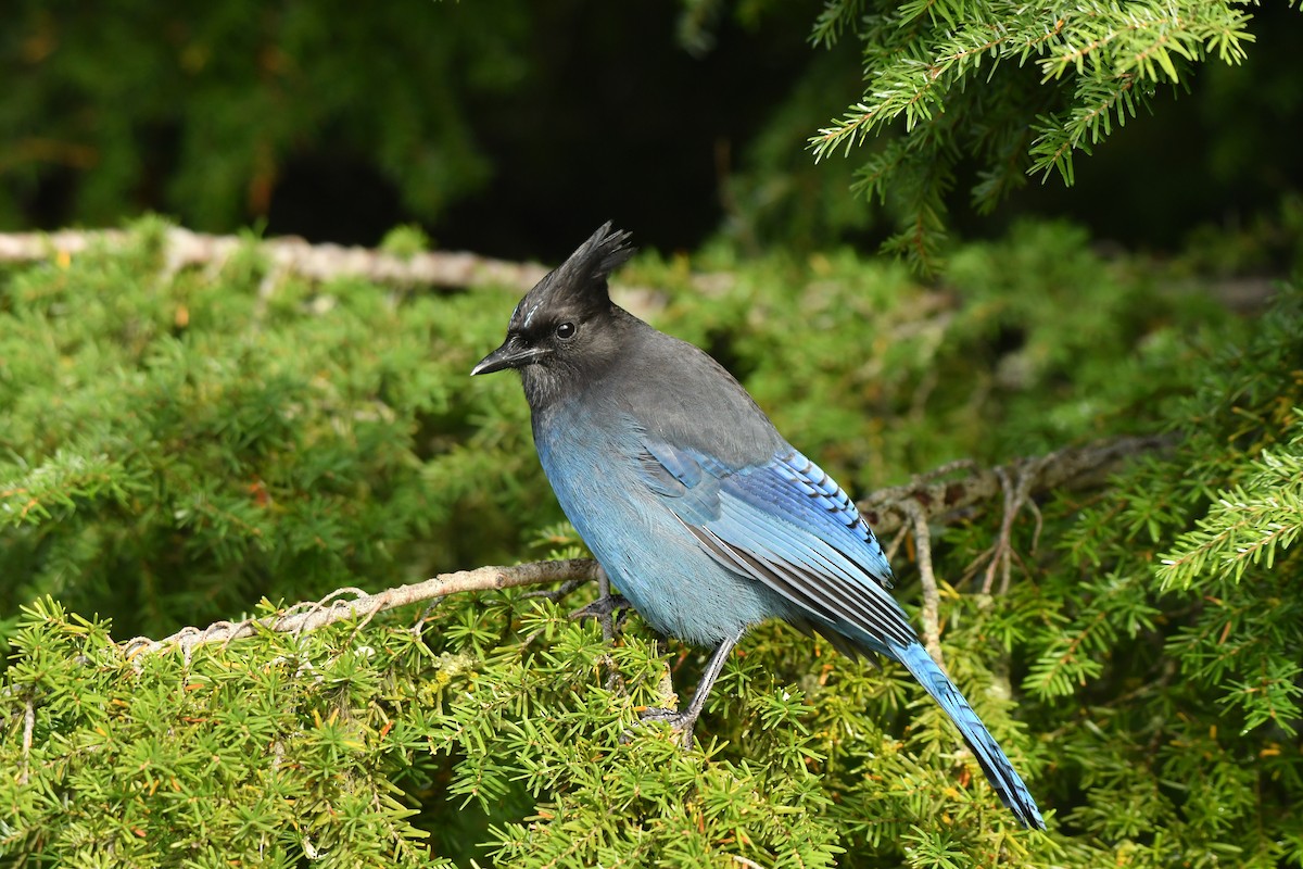 sojka Stellerova [skupina stelleri] - ML643582820