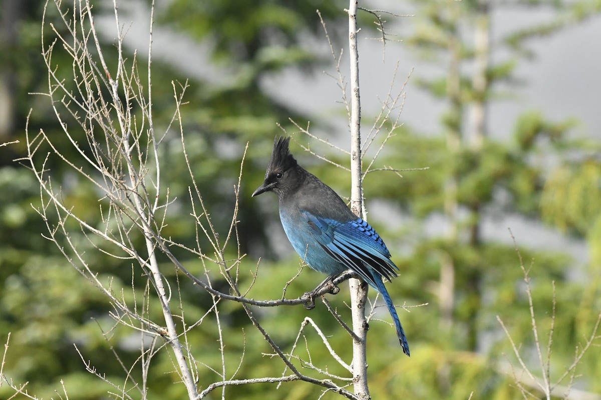 sojka Stellerova [skupina stelleri] - ML643582822