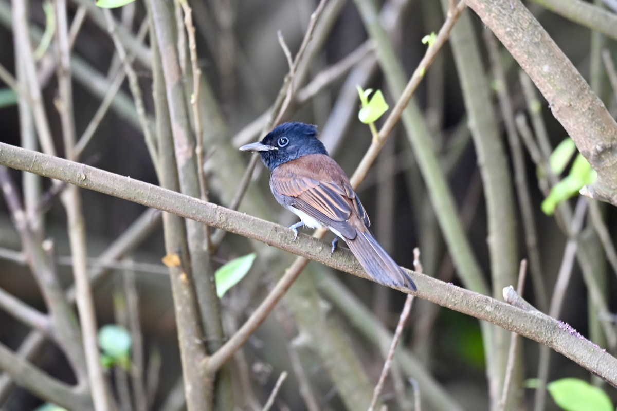 サンコウチョウ - ML643582824