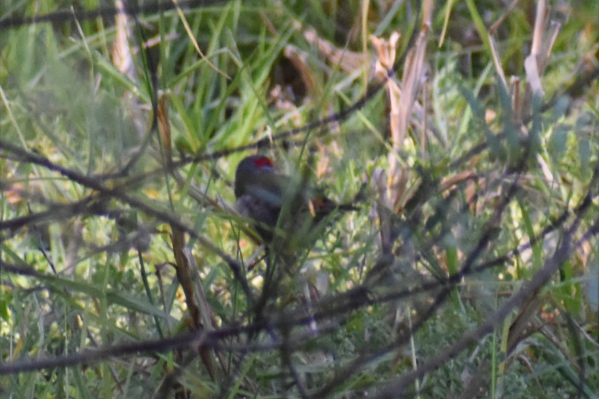 Red-browed Firetail - ML643582832