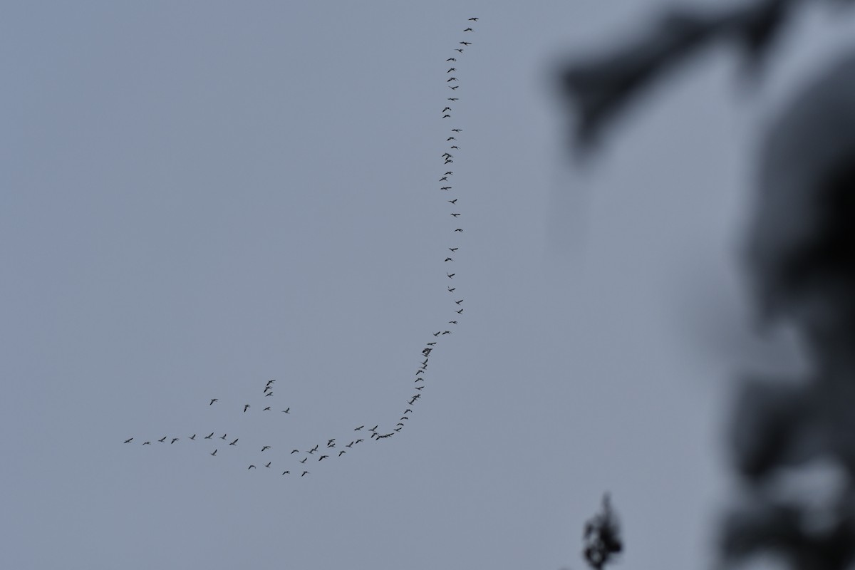 husa sněžní - ML643582836