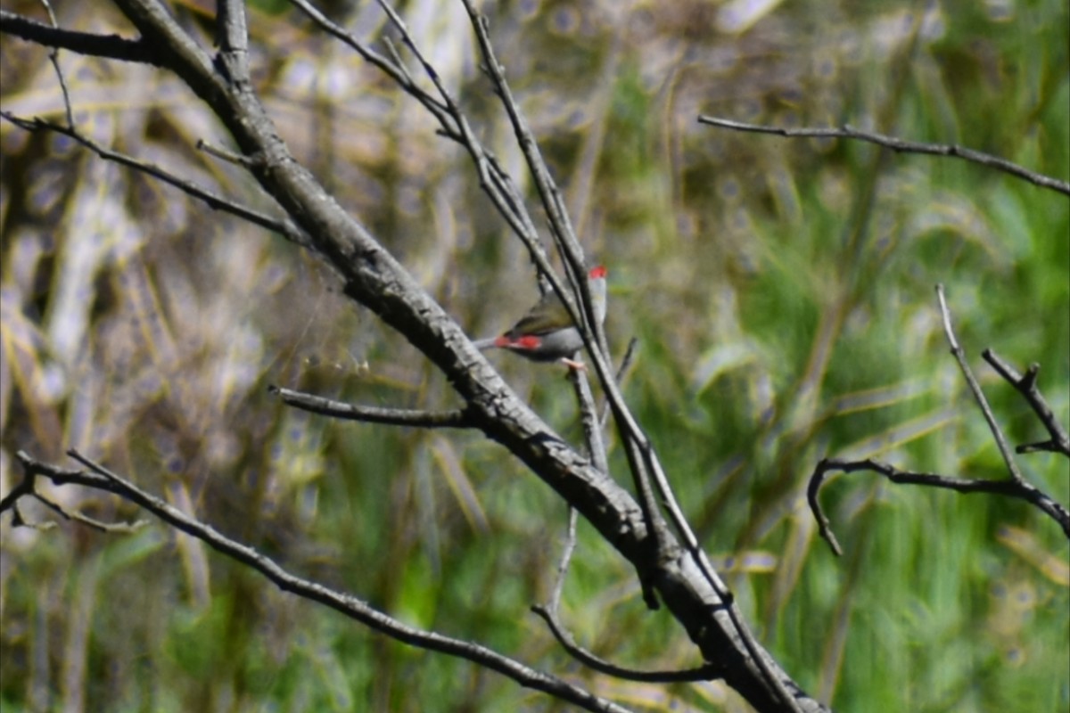 Red-browed Firetail - ML643582837