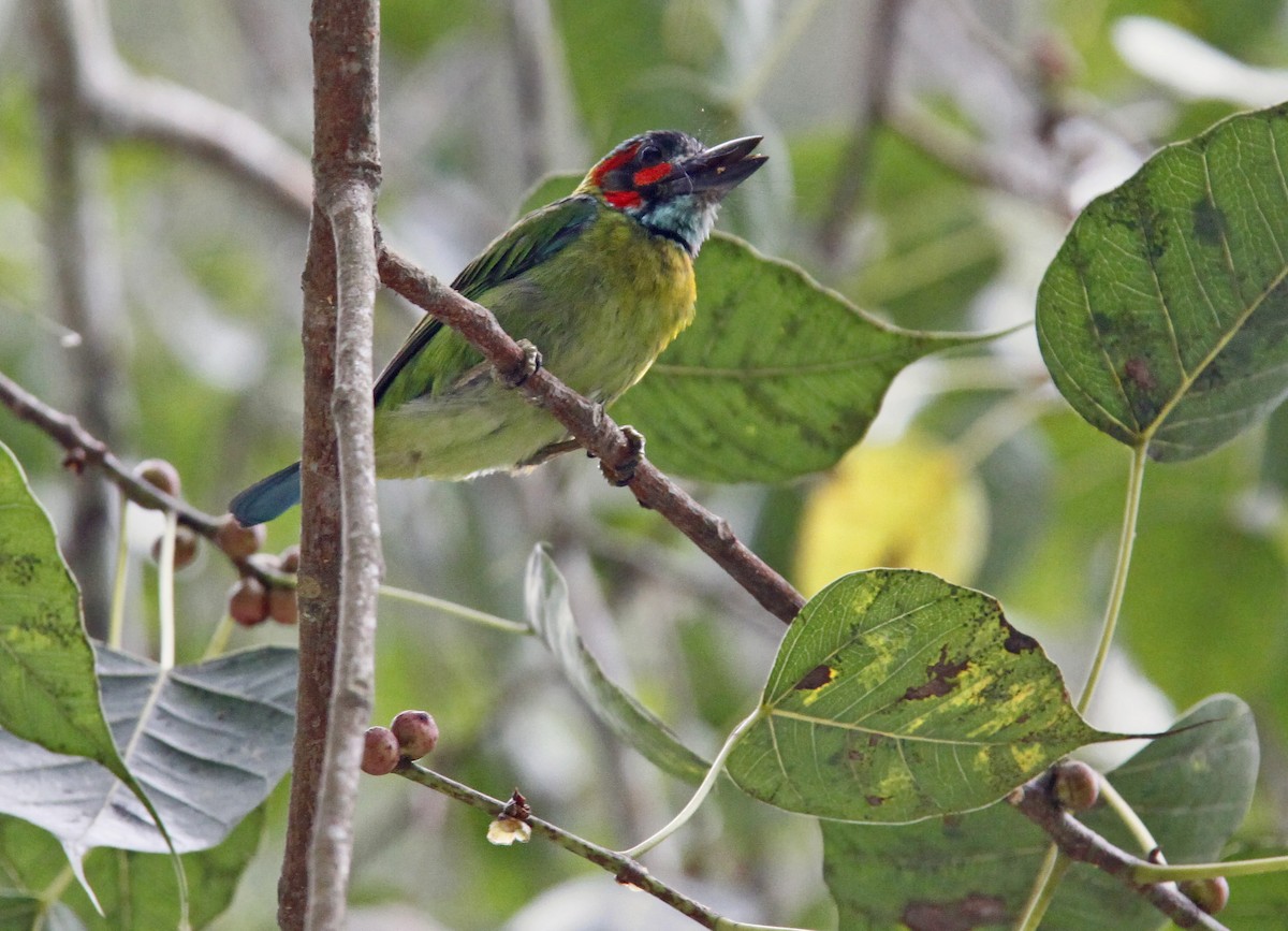 Black-eared Barbet - ML643582838