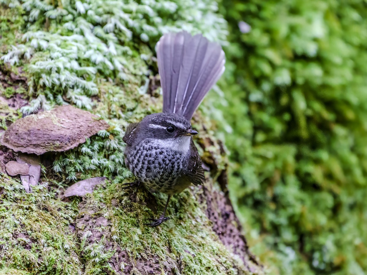 New Caledonian Streaked Fantail - ML643582843