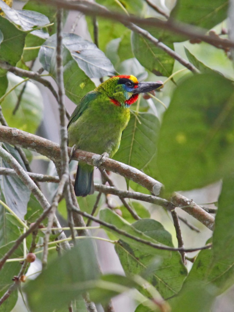 Red-throated Barbet - ML643582848