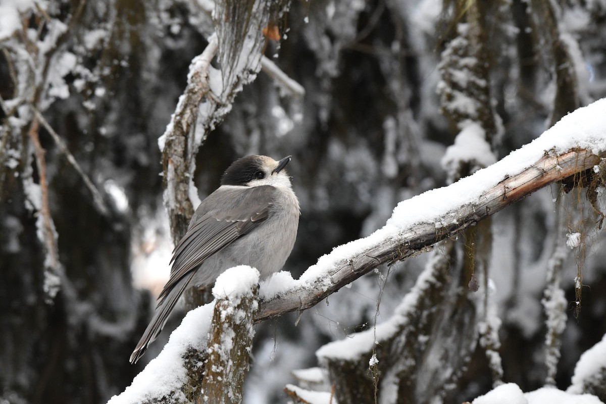 sojka šedá - ML643582849