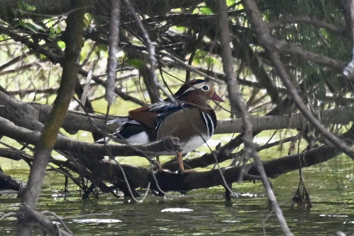 Mandarin Duck - ML643582850