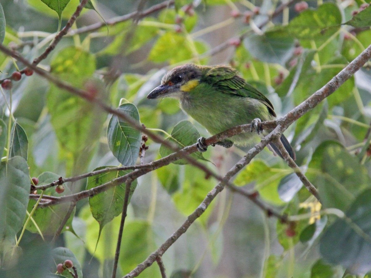 Gold-whiskered Barbet - ML643582851