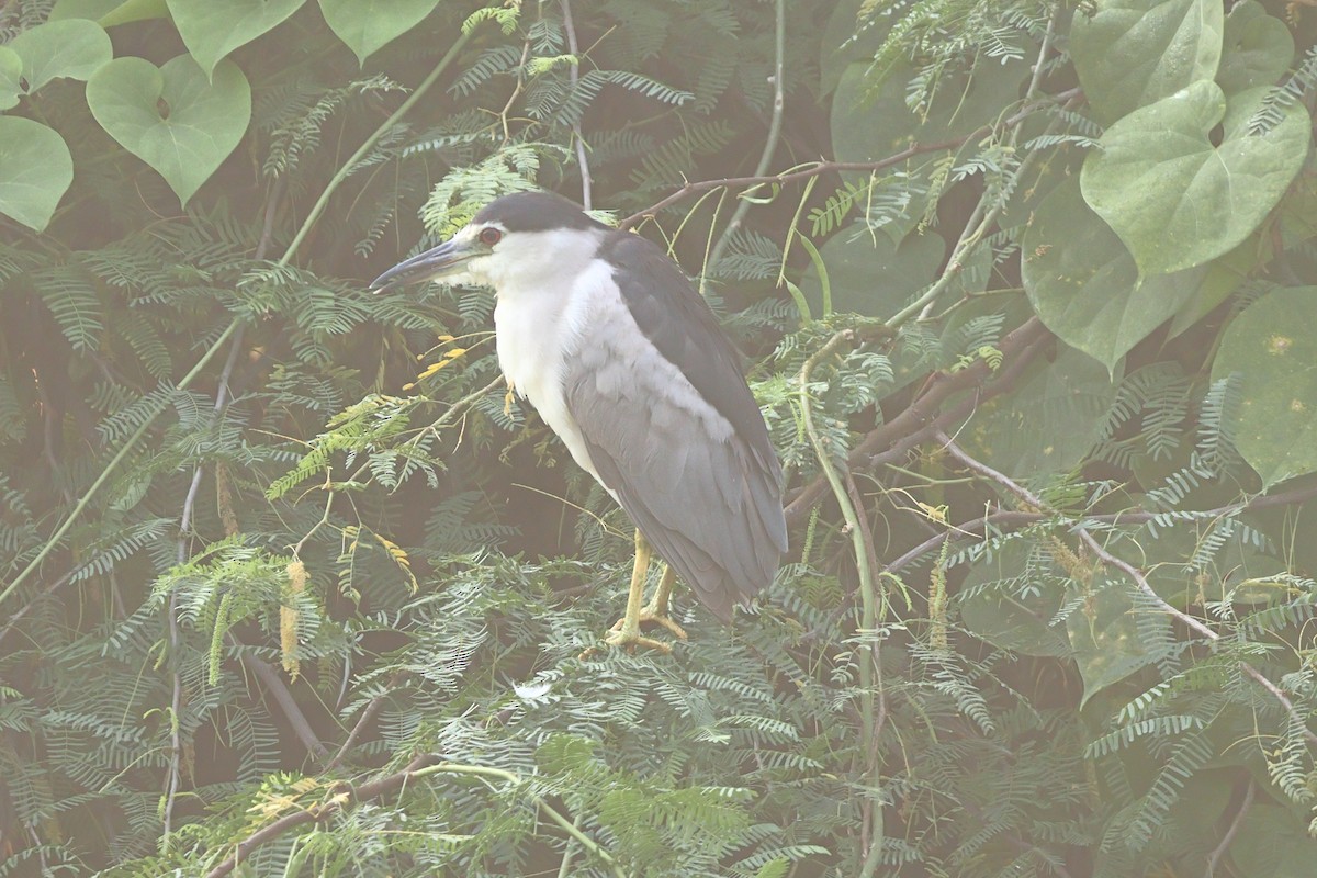 Nitticora - ML643582852