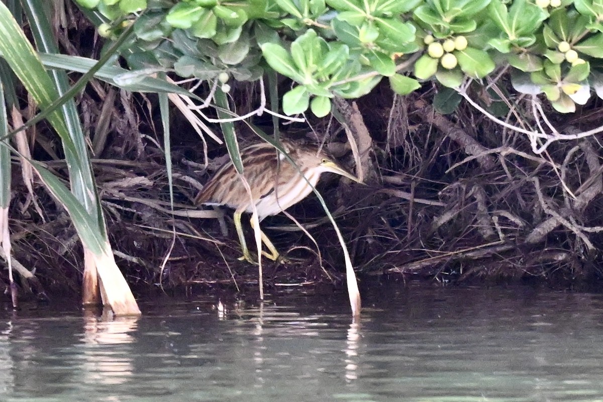 Avetorillo Chino - ML643582853
