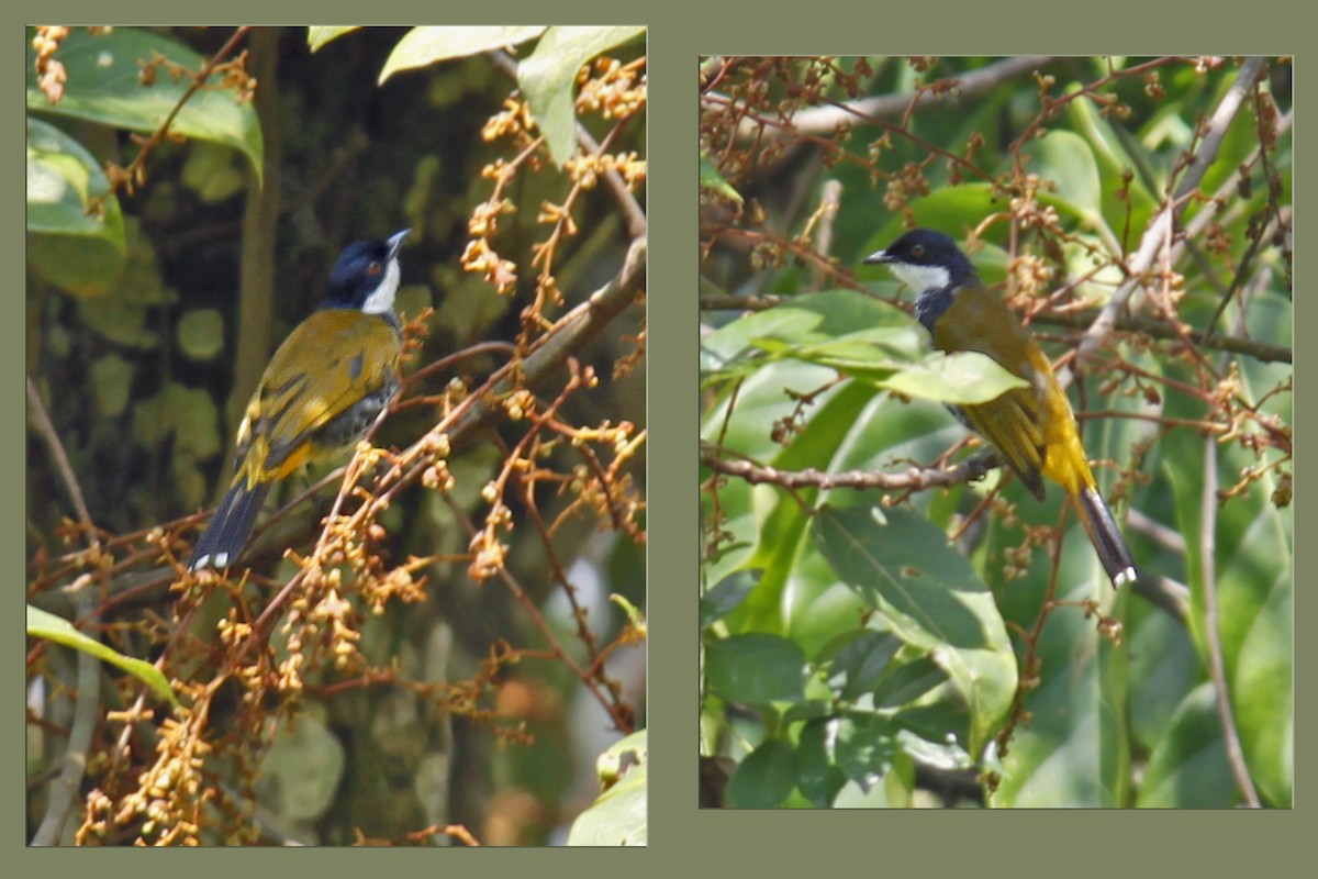 Scaly-breasted Bulbul - ML643582855