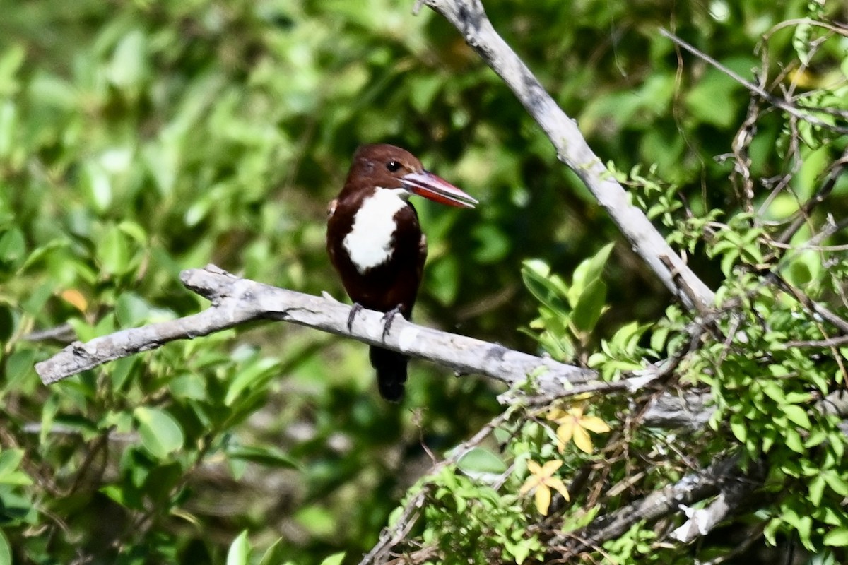 Alción de Esmirna - ML643582857