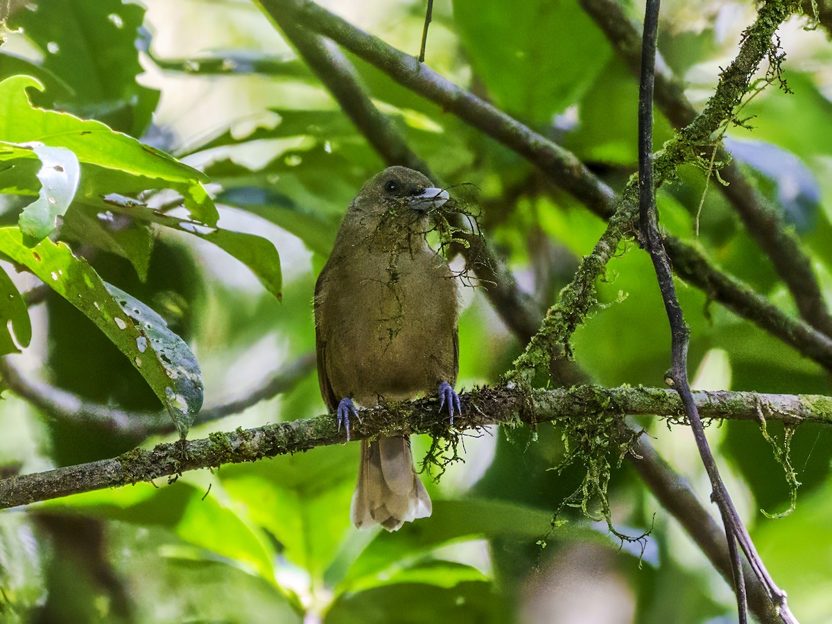 Southern Shrikebill - ML643582860