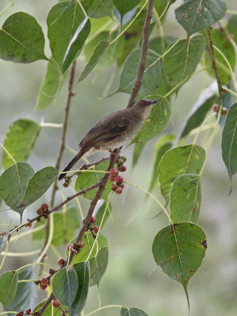 Red-eyed Bulbul - ML643582871