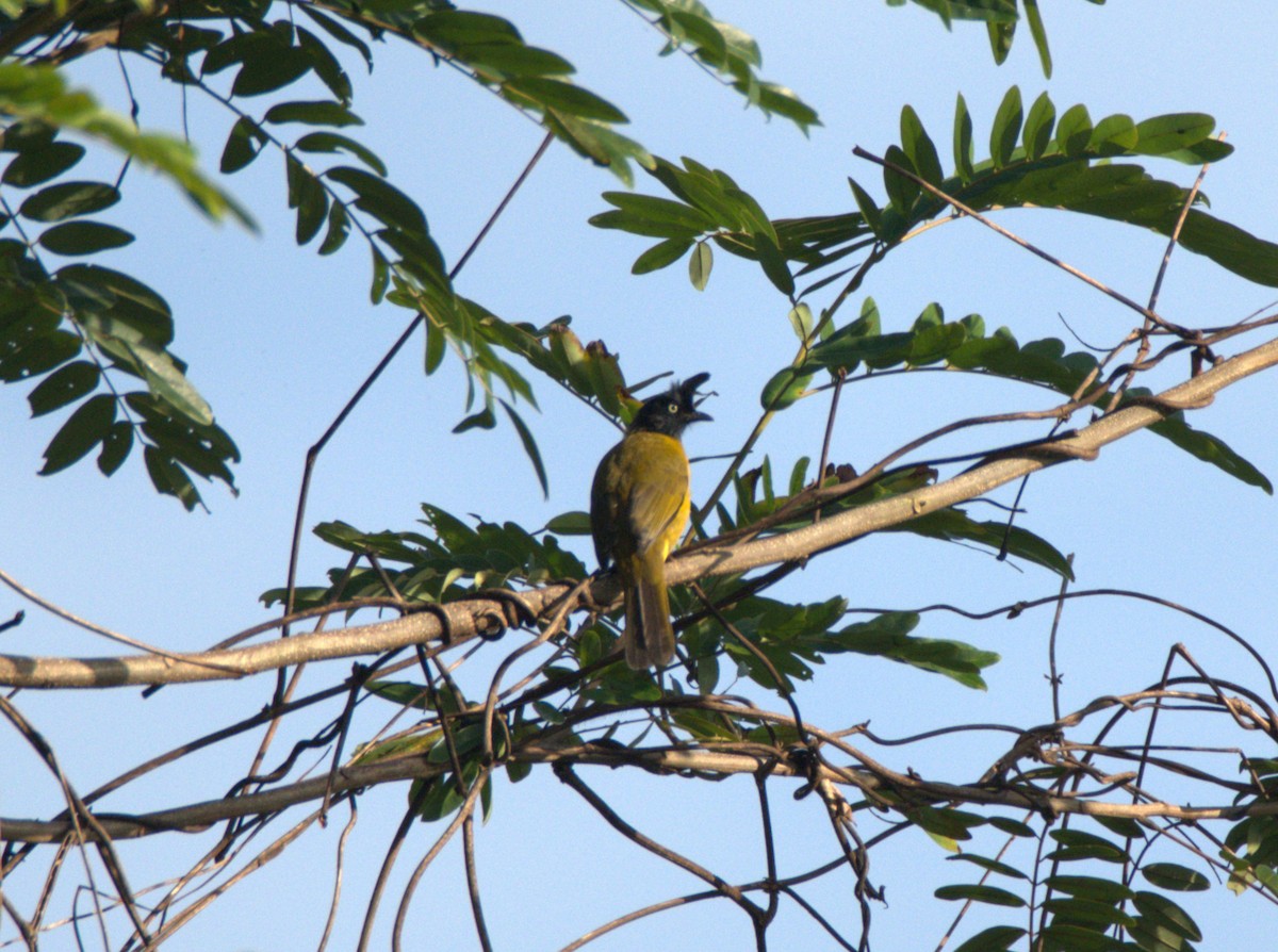 Black-crested Bulbul - ML643582873