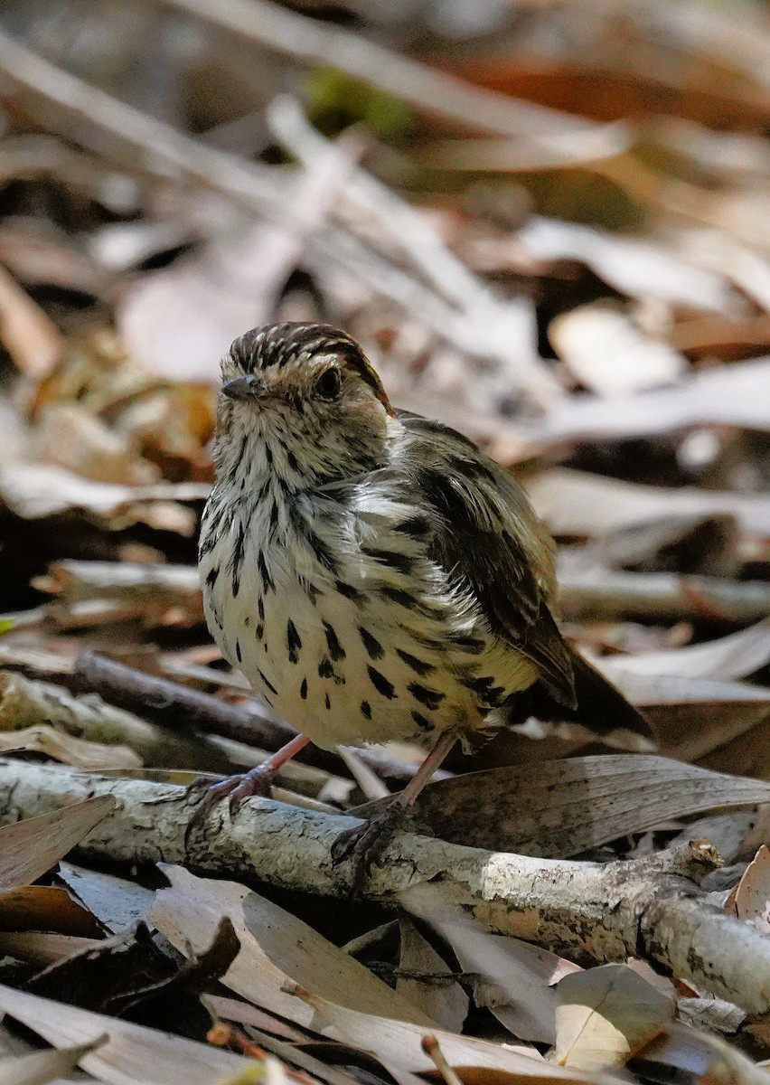 Speckled Warbler - ML643582874