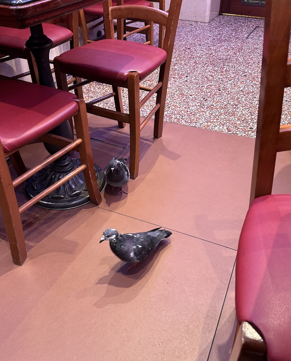 Rock Pigeon (Feral Pigeon) - ML643582877
