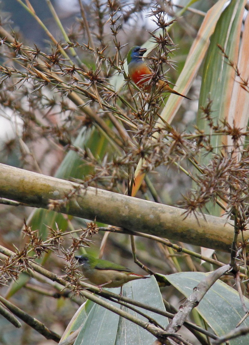 Pin-tailed Parrotfinch - ML643582879