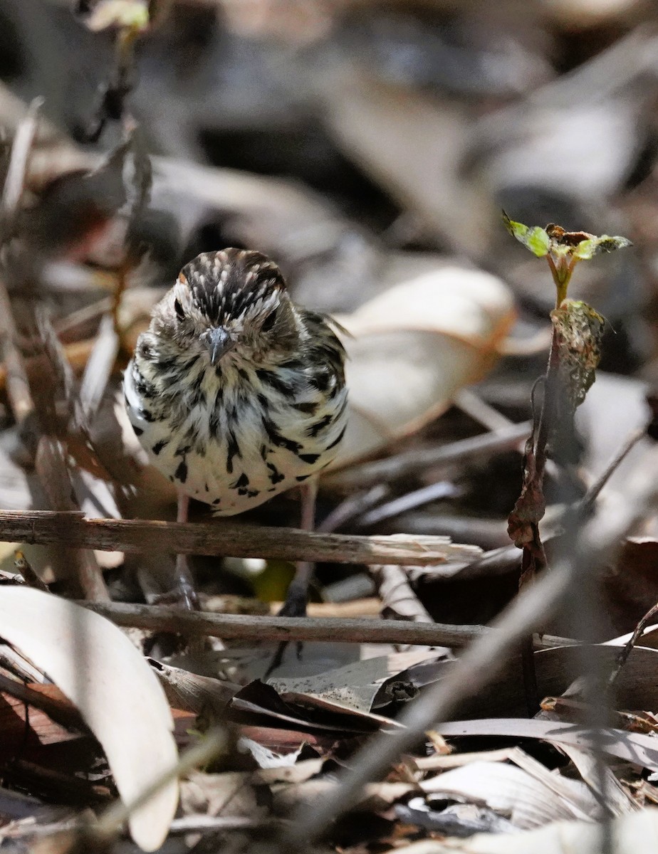 Speckled Warbler - ML643582880