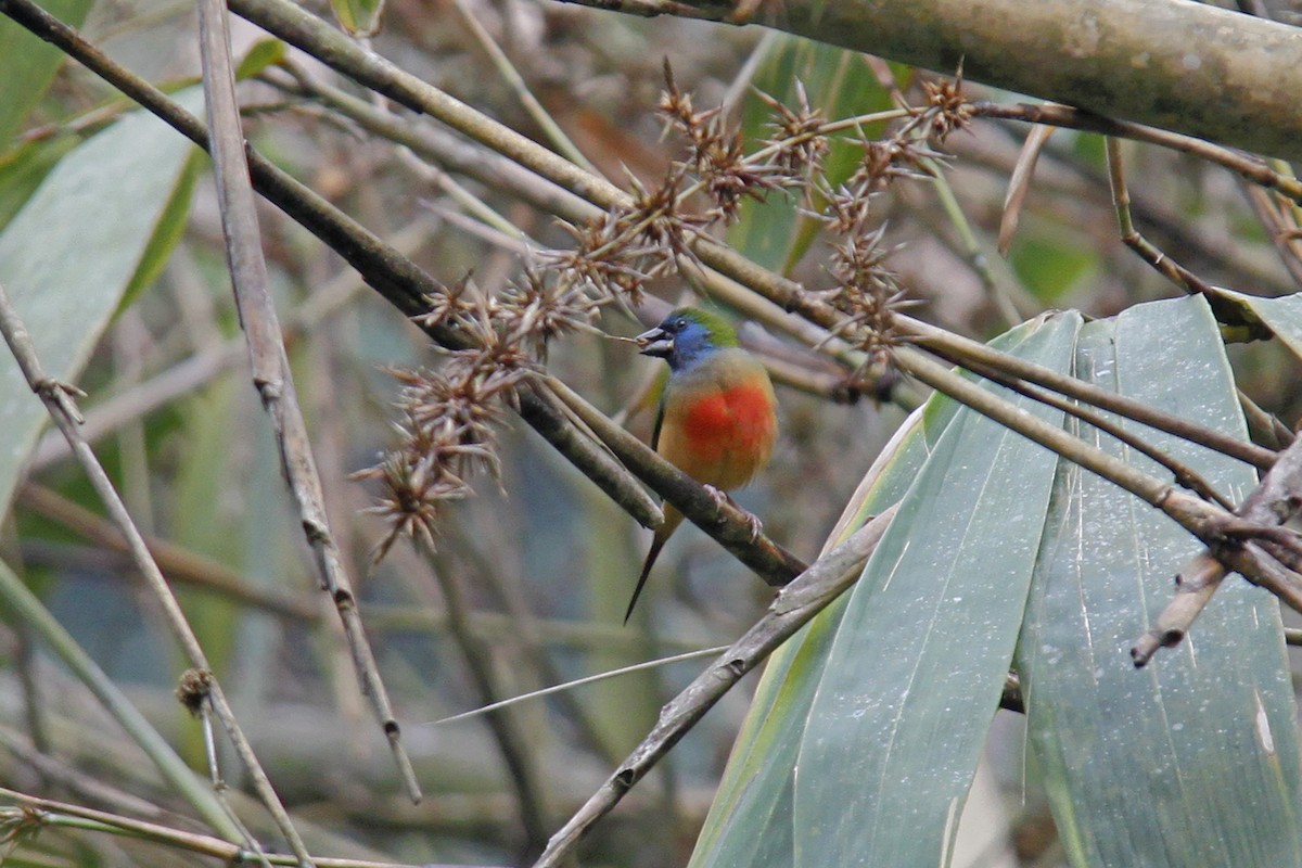 Pin-tailed Parrotfinch - ML643582886