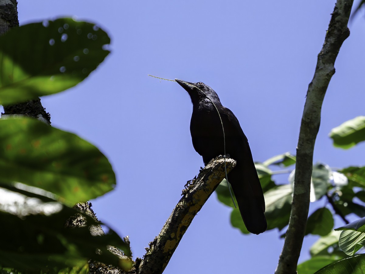 Corbeau calédonien - ML643582887