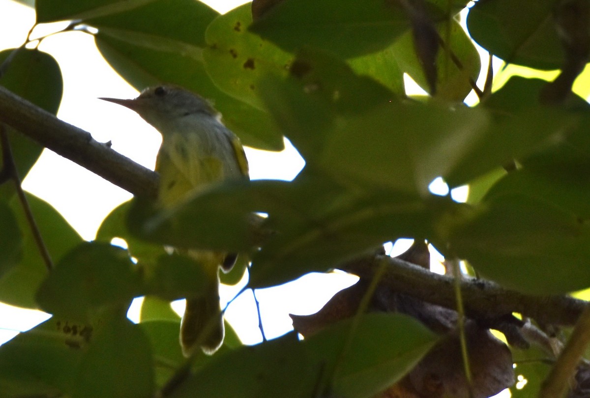 Dark-necked Tailorbird - ML643582890