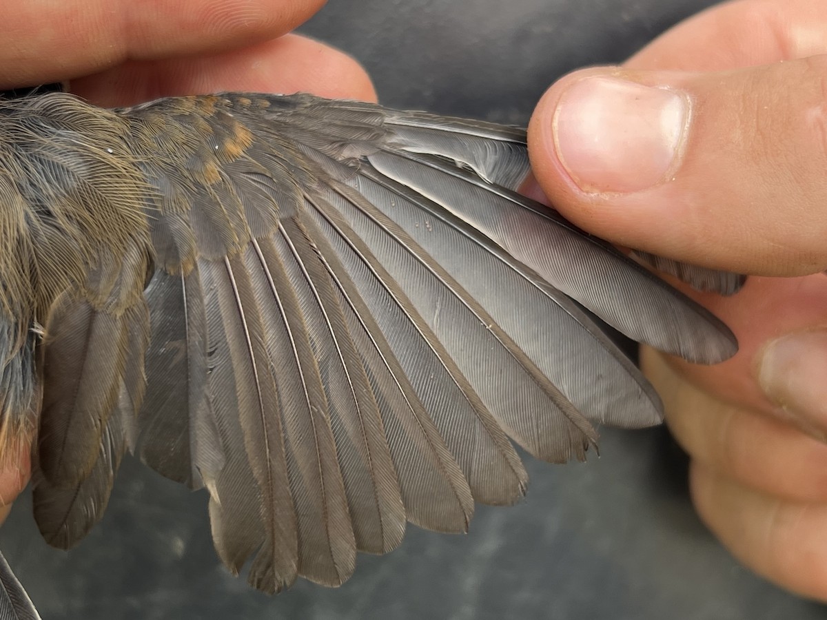 Micronesian Rufous Fantail (Marianas) - ML643582892