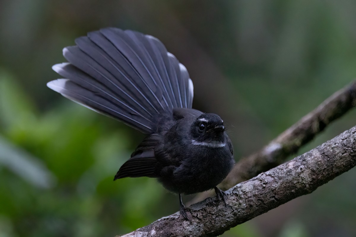 White-throated Fantail - ML643582893